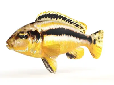 Auratus Fish 3D model