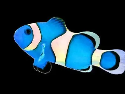 Blue Nemo Fish 3D model
