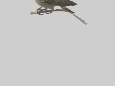Galapagos Finch perched model 3D model