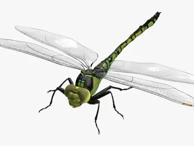 4K Dragon Fly Low-poly 3D model