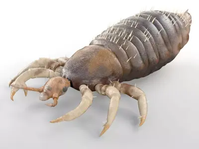 Louse insect Low-poly 3D model
