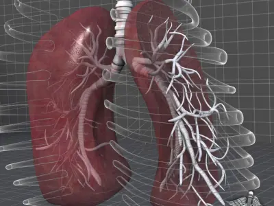 Lungs Anatomy 3D model