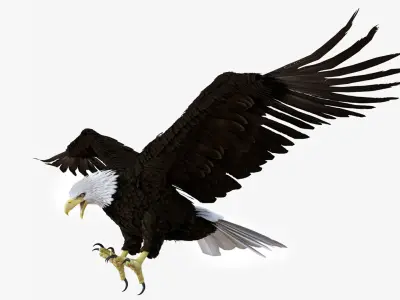 Realistic Bald Eagle Animated Rigged 3D model