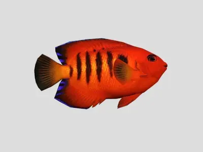 Flame Angelfish Low-poly 3D model