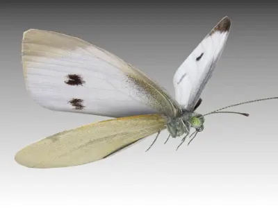 White butterfly Low-poly 3D model