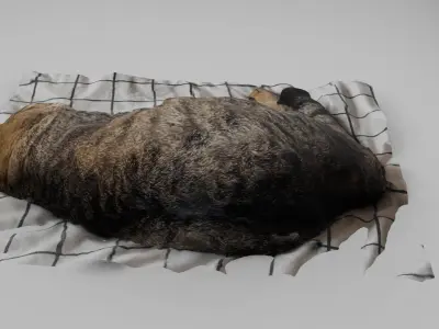 sleeping Cat Low-poly 3D model