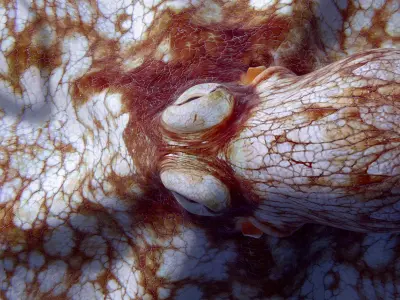 Cayman Octopus 3D model