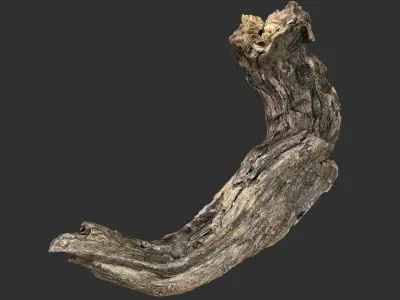 3d scan Tree trunk 3D model