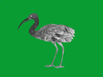 Scarlet Red Ibis Bird Low-poly 3D model
