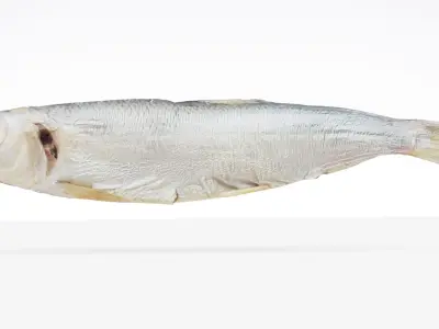Atlantic herring 3d scan 3D model