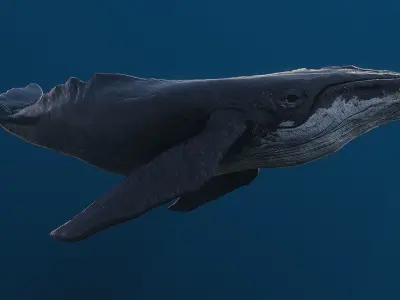 Humpback whale top quality realistic Low-poly 3D model