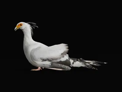 Secretary Bird Low-poly 3D model