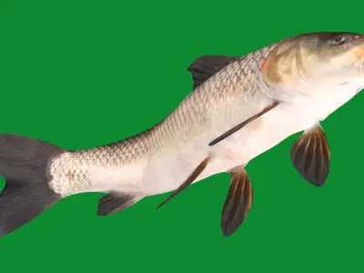 Barbeel Fish Low-poly 3D model