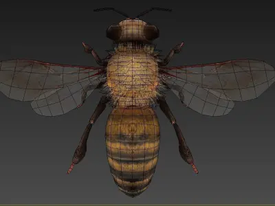 honeybee bee Low-poly 3D model