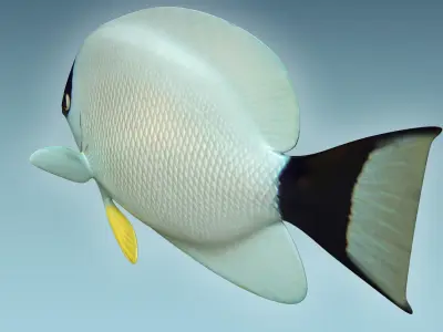 Masked Anglefish 3D model