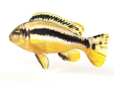 Auratus Fish 3D model
