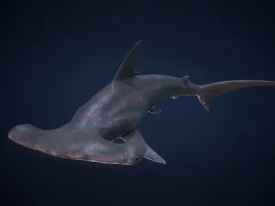 Hammerhead Shark - Game Ready Low-poly 3D model