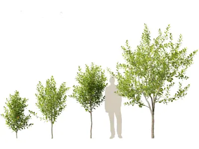 Prunus virginiana - Chokecherry 01 3D model