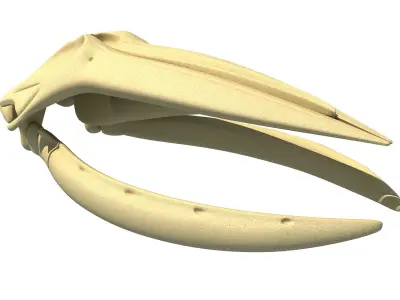 Humpback Whale Skull 3D model