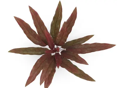 Barclaya longifolia 3D model