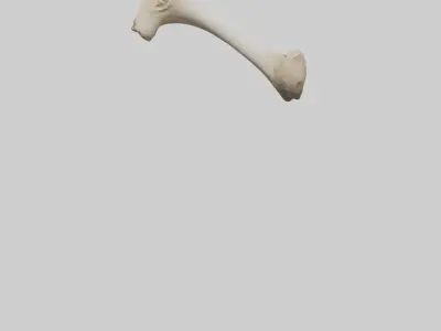 Camel Femur Low-poly 3D model
