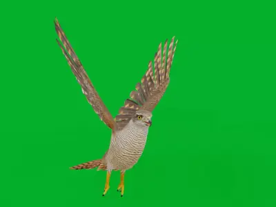 Eurasian Goshawk Bird Low-poly 3D model