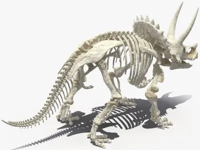 Triceratops Skeleton 3D model