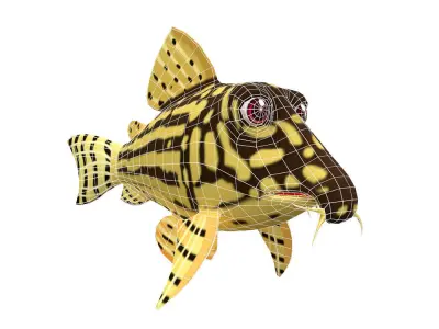 Sterba Corydoras fish animated Low-poly 3D model