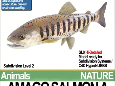 Amago Salmon A 3D model