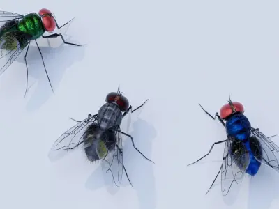 Flies for blender Low-poly 3D model