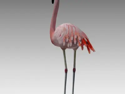 Flamingo Animated Low-poly 3D model