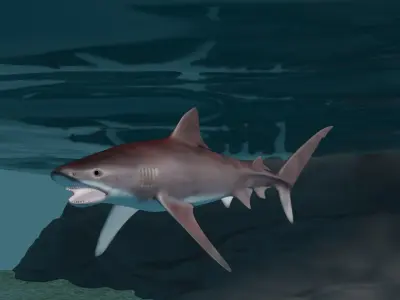 Tiger shark  3D model