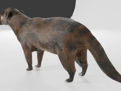 mangus 3d Low-poly 3D model