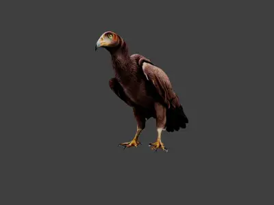 Vulture Low-poly 3D model