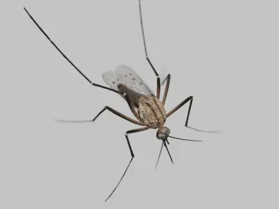 Realistic Mosquito 3D Model  Game Ready Low-poly 3D model