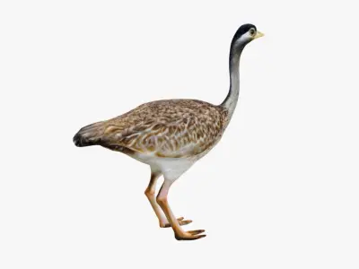 Ostrich Free 3D model