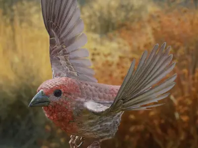 House finch - Blender Low-poly 3D model