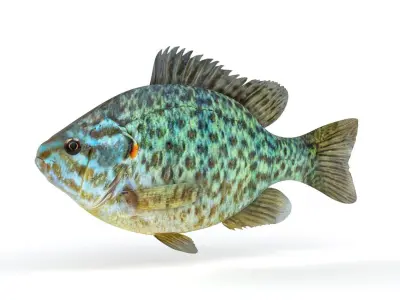 Pumkinseed Fish 3D model