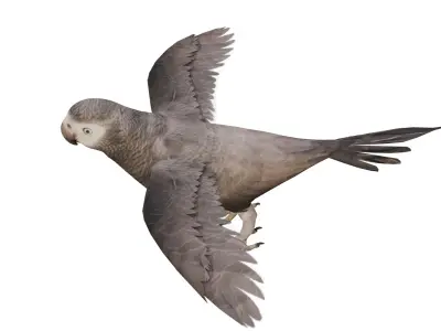 African Grey Parrot Low-poly 3D model