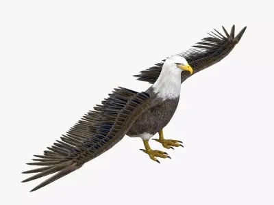 Bald Eagle 3d model Low-poly 3D model