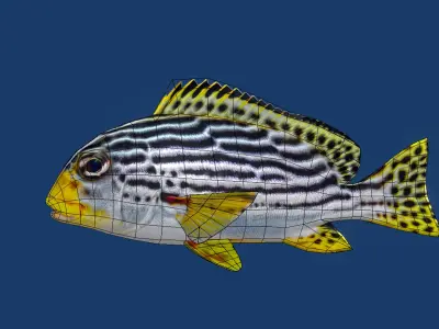 Sweetlips Schooling Fish Low-poly 3D model