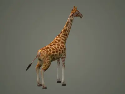 giraffe illustration wildlife anatomy mammal nature  zoo animals 3D model