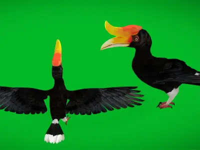 Rhinoceros Hornbill Bird Low-poly 3D model