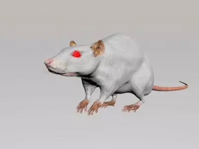 laboratory rat low poly 3D model
