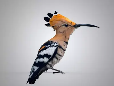 The hoopoe 3D model