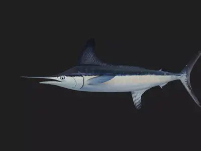 Marlin Low-poly 3D model