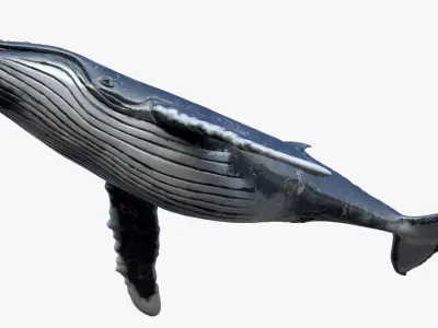 Humpback Whale Rigged Low-poly 3D model