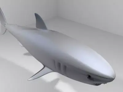 Shark - Great White 3D model