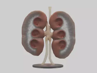 Falcon Kidneys 3D model