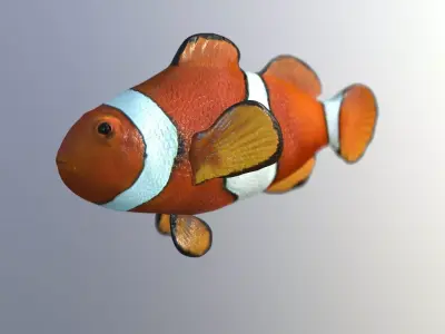 Clownfish High Detailed  3D model